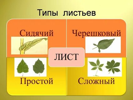Тип листа 1 черешковый