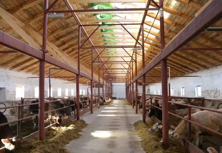 Животноводческая ферма. Костромская область красносельский район колхоз родина. Профессия скотник. Спк луч глазовский район. Кострома работа ферма.