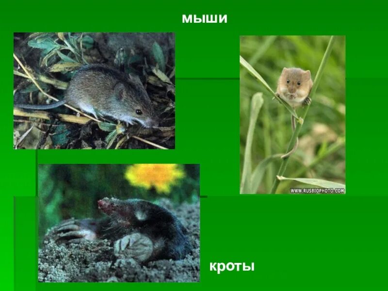 Животные луга 2 класс окружающий мир. Обитатели Луга. Луговые животные названия. Животные лугов России. Хищные животные Луга.