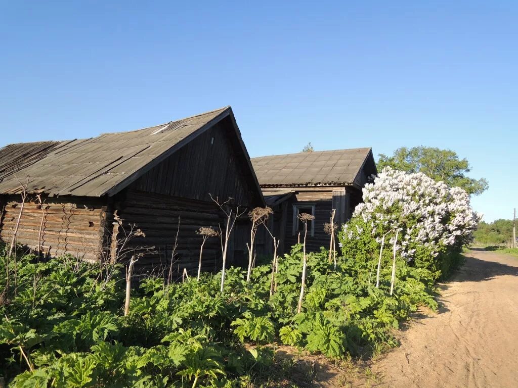 Дунаево новгородской области. Деревня Клин Новгородской области. Деревня Дунаево Холмского района Новгородской области. Село Перелоги Владимирская область. Деревня Василевщина Маревского района Новгородской области.