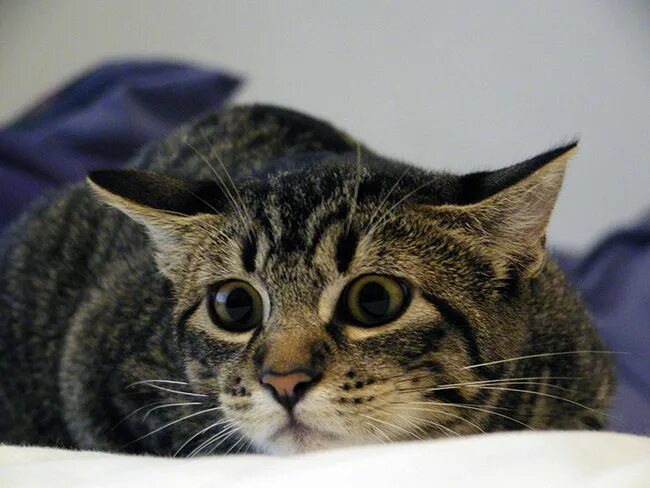 Напуганный кот. Испуганный котенок. Европейская перепуганная кошка. Фото испуганных котов.