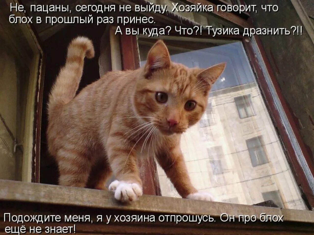 Почему коты шариков. Приколы про котов. любопытная кошка. шутки с котиками. смешные коты с надписями.