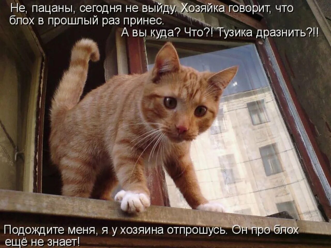 Говорящие коты приколы. Любопытная кошка. Приколы про котов. Шутки с котиками. Смешные коты с надписями.