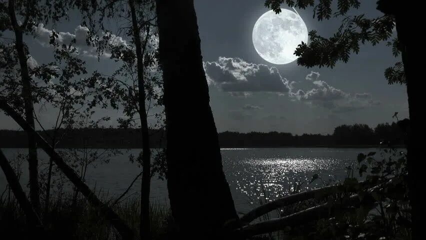 Ночь лес Луна. Полночь в лесу. Лунная ночь в лесу. Полнолуние в лесу.