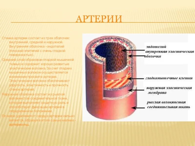 Толстая стенка сосуда. Строение эндотелия сосудов. Эндотелий сосудов состав. Строение сосудов человека эндотелий. Строение стенки артерии.
