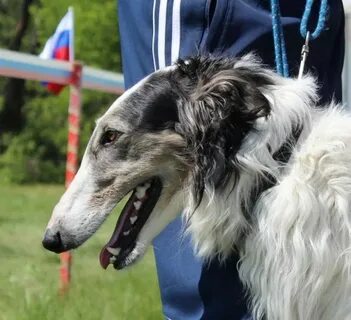 Школа послушания для борзых и гончих