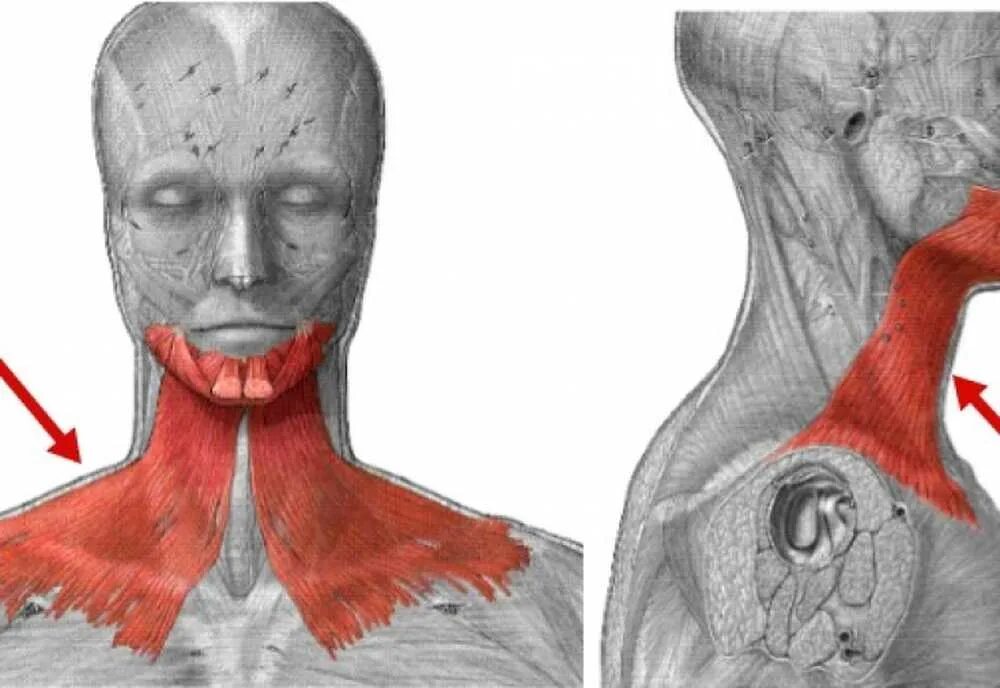 Платизма. Подкожная мышца шеи platysma. платизма мышца шеи анатомия. подкожная мышца шеи анатомия.