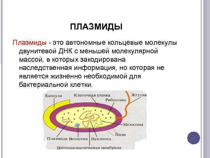 Плазмидами называются. Плазмида бактериальной клетки. Структура плазмиды. Функции плазмиды в бактериальной клетке. Автономные плазмиды.