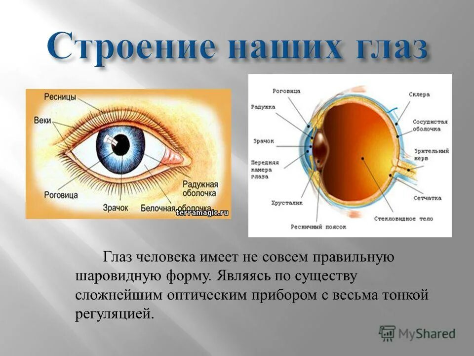 Глаз три буквы. Строение глаза спереди. Строение глаза человека с описанием. Глаза орган зрения. Строение глаза с описанием.