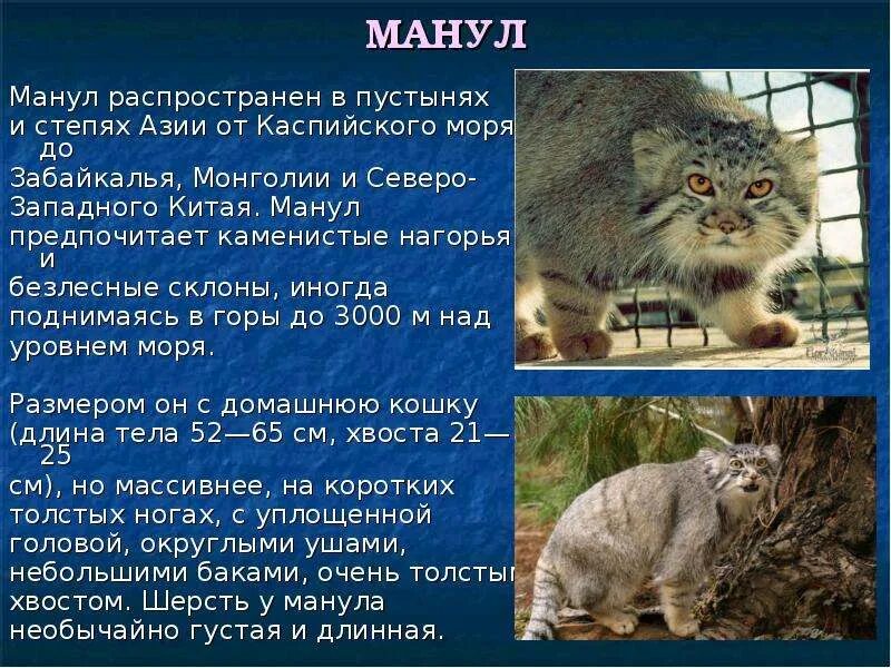 Манул реферат. Манул. манул животное красной книги. манул описание. манул презентация.