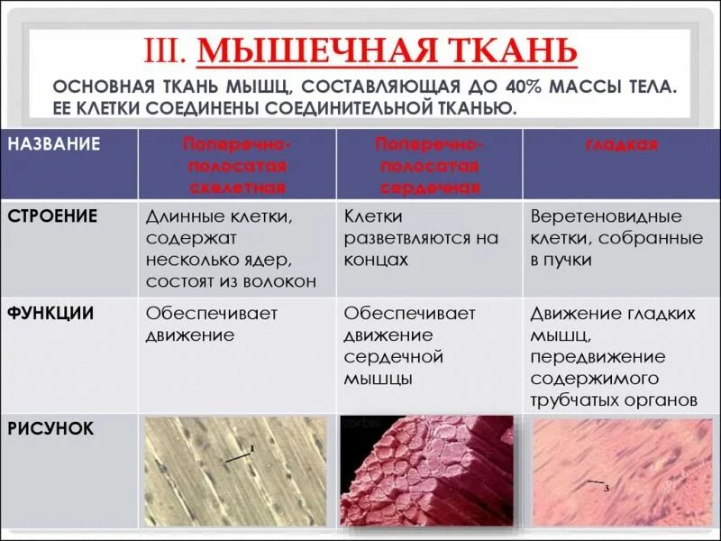 Группа мышц особенности строения функции. Мышечная ткань характеристика строение функция. вид мышечной ткани особенности строения функции. поперечно полосатая мышечная ткань строение и функции. особенности строения мышечной ткани животных таблица.