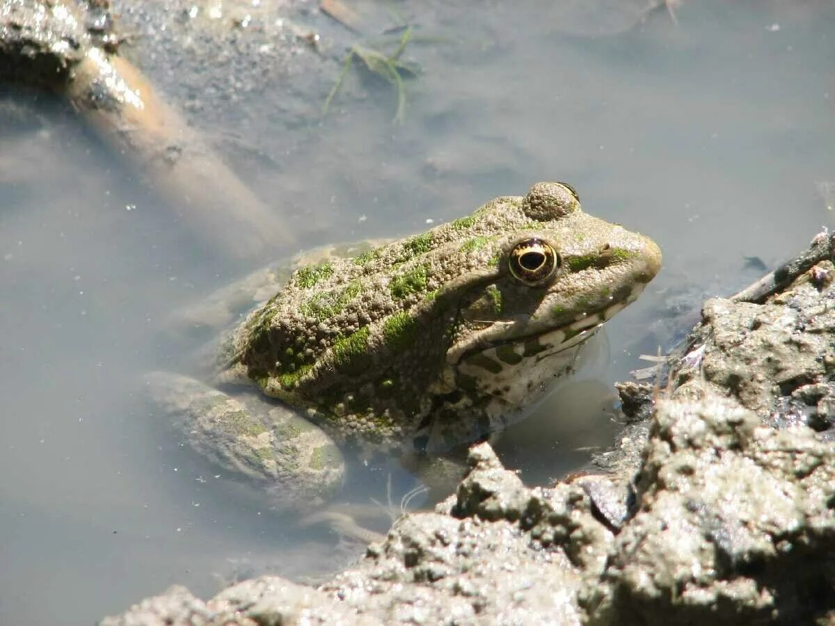 Прудовая лягушка pelophylax lessonae. Озерная прудовая травяная остромордая лягушка. Место обитания озерной лягушки. Тритон прудовая лягушка озерная лягушка. Озерная лягушка pelophylax ridibundus.