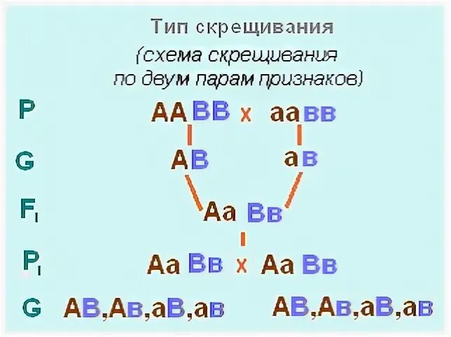 Скрещивание по двум парам признаков