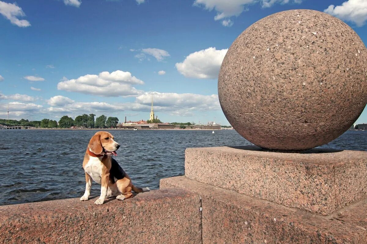 Собак спб отзывы. Собаки Петербурга. Псина в Питере. Питэр Слбока. Щенок Питер.