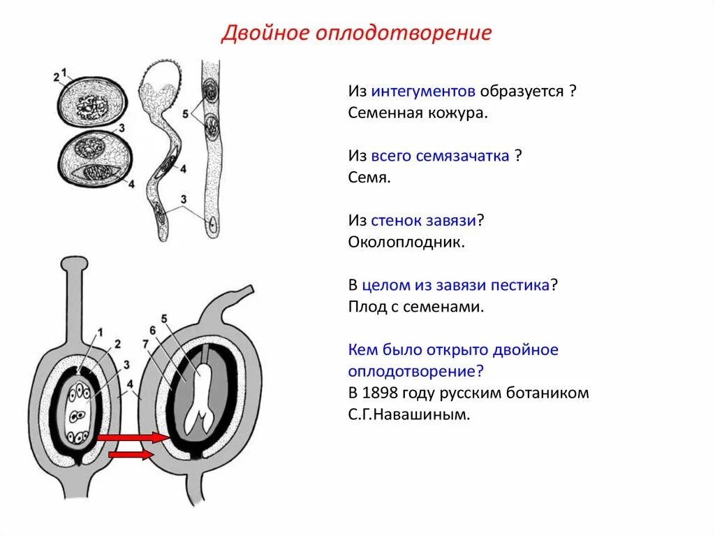 Из каких клеток образуется семенная кожура. Двойное оплодотворение один из спермиев сливается. Один спермий + яйцеклетка. Один спермий сливается с центральной яйцеклеткой. Процесс оплодотворения.