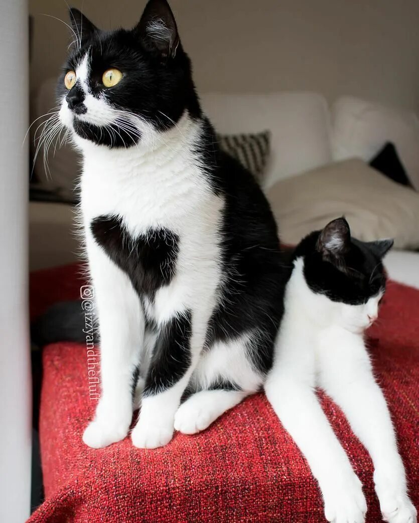 Pe cats