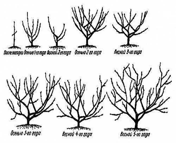 Когда обрезать деревья весной в подмосковье 2024. Формировка черешни испанский куст. Обрезка черешни австралийский куст. Черешня формировка испанский куст схема. Схема формировки черешни.