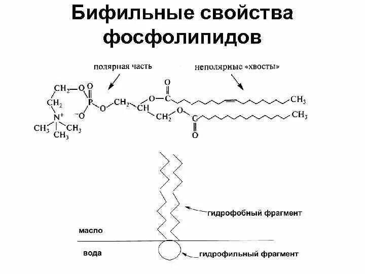Фосфолипиды строение биохимия. Строение фосфолипидов. Фосфолипиды строение структура. Химическая структура фосфолипидов.