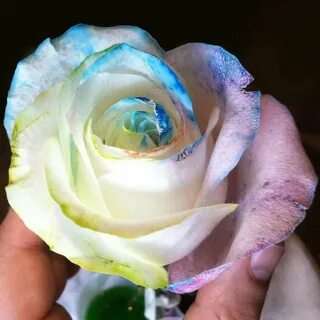 Как покрасить розы