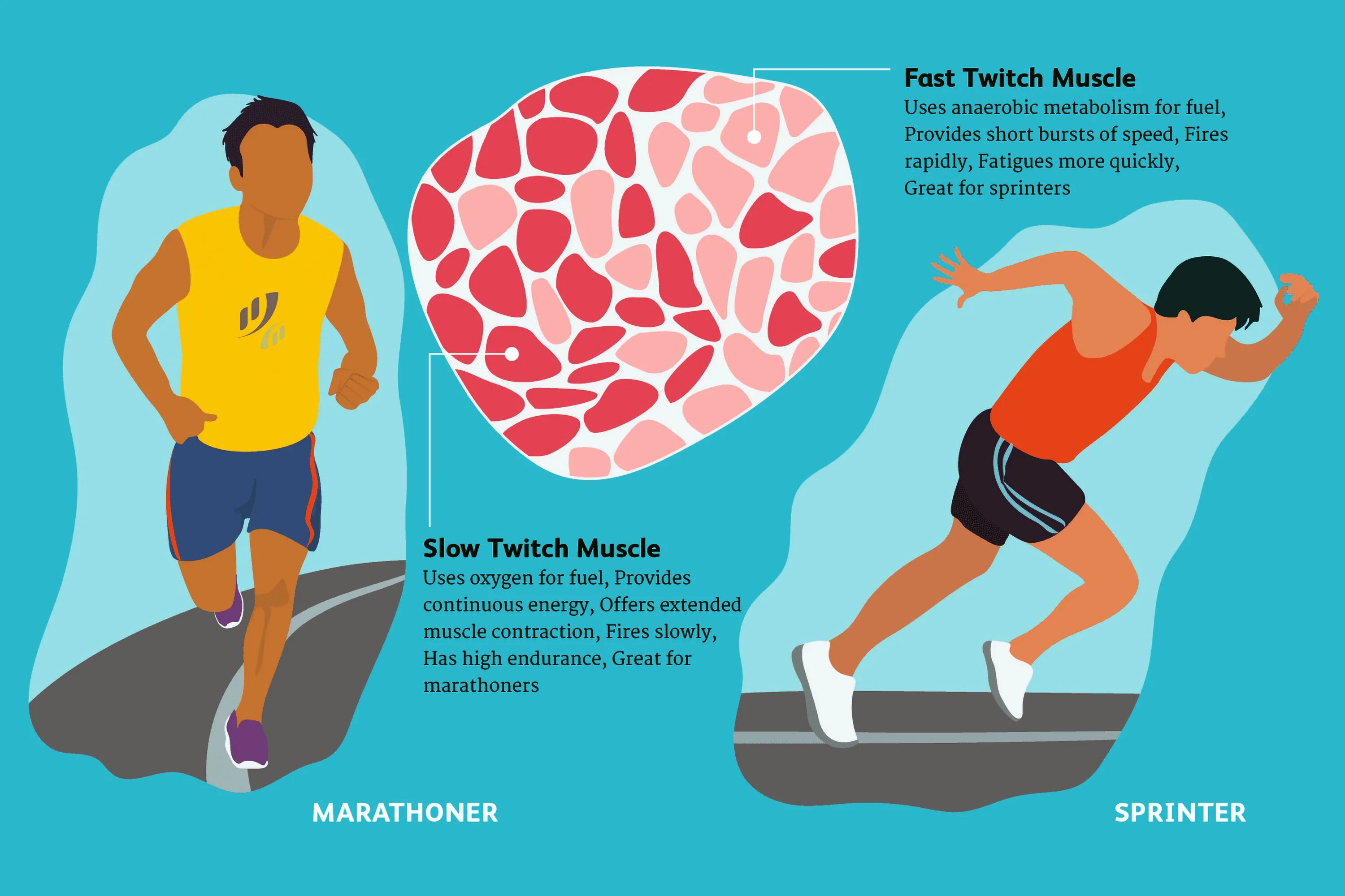 Быстрейшим образом. Slow and fast muscle Fibers. Быстро сокращающиеся мышцы. Slow twitch Fibers. Fast muscle Fibers.