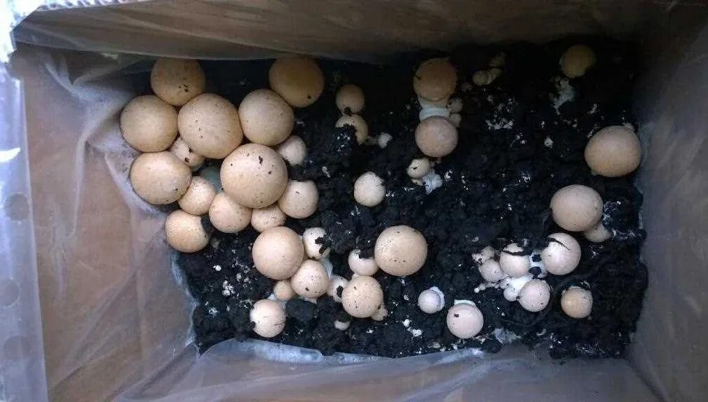 Можно отравиться шампиньонами. Шампиньоны при жарке. Отравление грибами шампиньонами. Отравление грибами шампиньонами симптомы. Жареные шампиньоны черные.