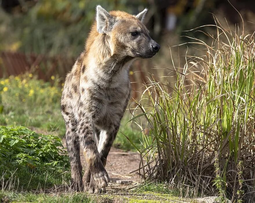 Wild life, разработанный адептусом стивом. Макросъемка природа животные. Wild life 2024. Wild life 2024. Wild life 2024.