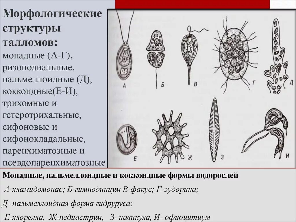 Типы дифференциации таллома водорослей. Типы морфологической дифференциации таллома водорослей. Разнонитчатый тип таллома. Монадный таллом. Типы морфологической структуры таллома водорослей.