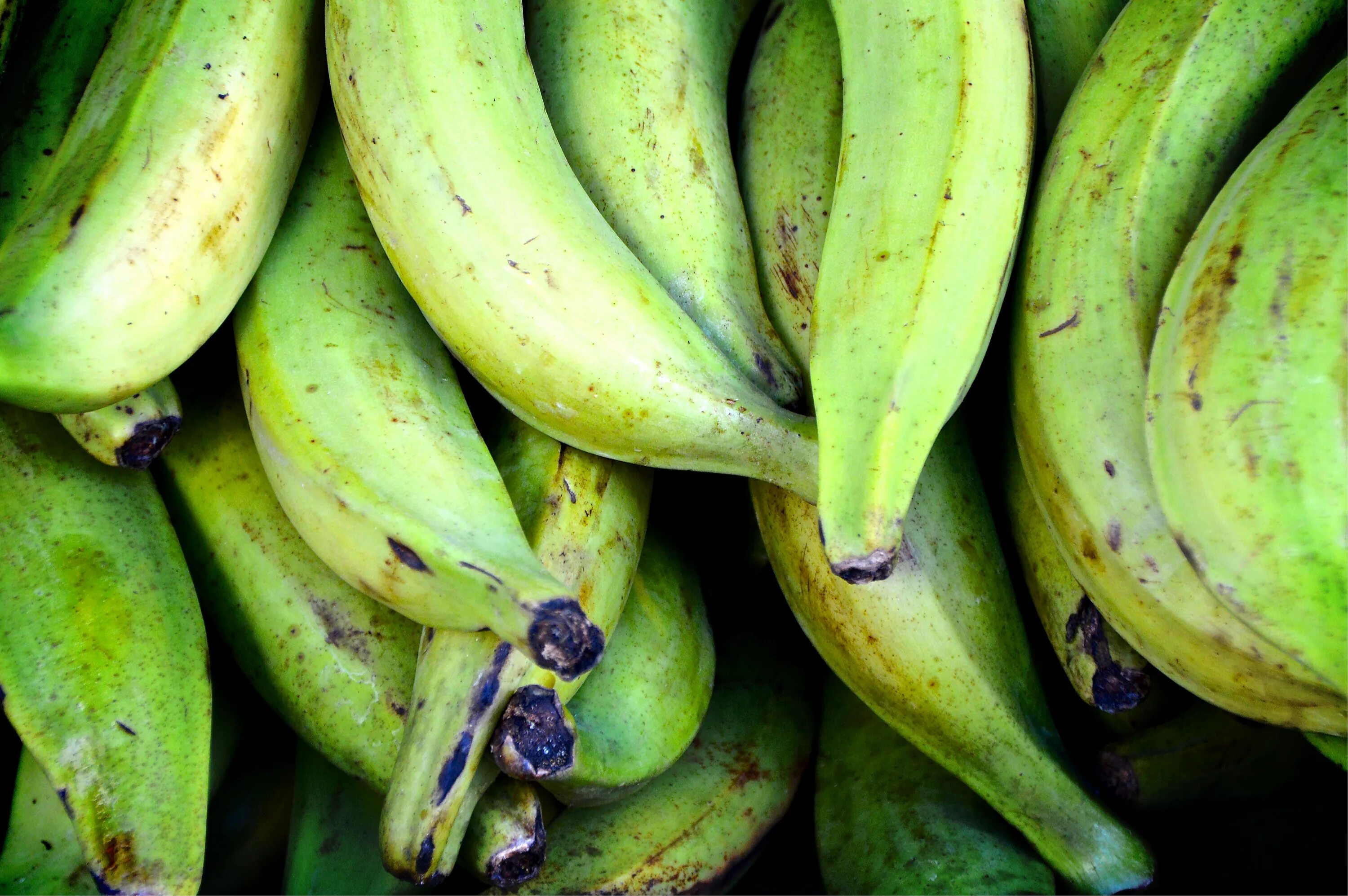 Можно есть зеленые бананы. Зеленые бананы Плантейн. Платано бананы. Сорт бананов Плантейн. Фрукт похожий на банан.