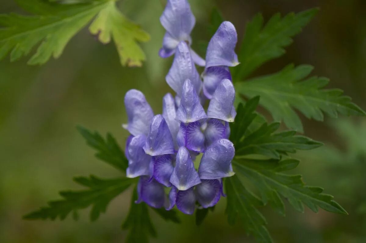 Аконит листья. Аконит. aconitum japonicum. аконит ядовитое растение.