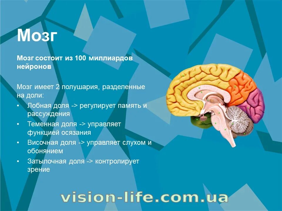 Мозг плакат. Витамины для мозга. Витамины для мозга и нервной системы. Brain now