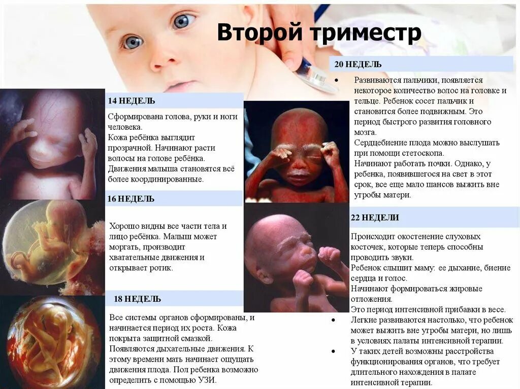 Во сколько начинают второй ребенок шевелиться. Формирование плода 2 триместр. второй триместр беременности эмбрион. внутриутробное развитие плода по неделям 2 триместр. формирование ребенка по триместр неделям.