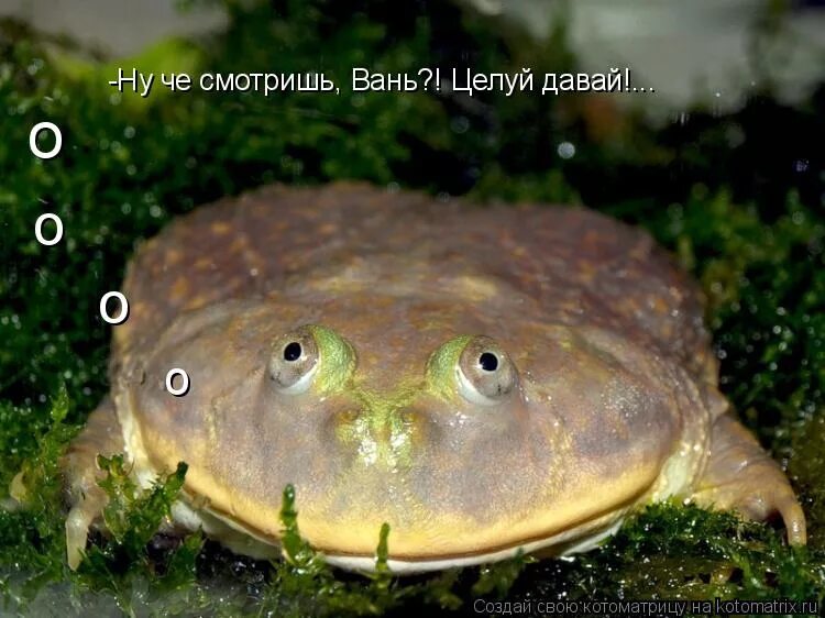 смешные комиксы бугага. пальто прикол. какая смешная шутка. комиксы про игрушки. зеркало "котик".