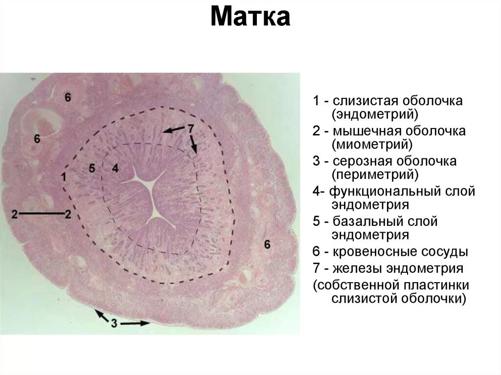 Слизистая стенок матки. Матка поперечный срез гистология. Слои стенки матки гистология. Серозная оболочка матки гистология. Срез матки гистология препарат.