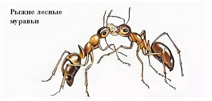 Какой тип питания характерен для муравья