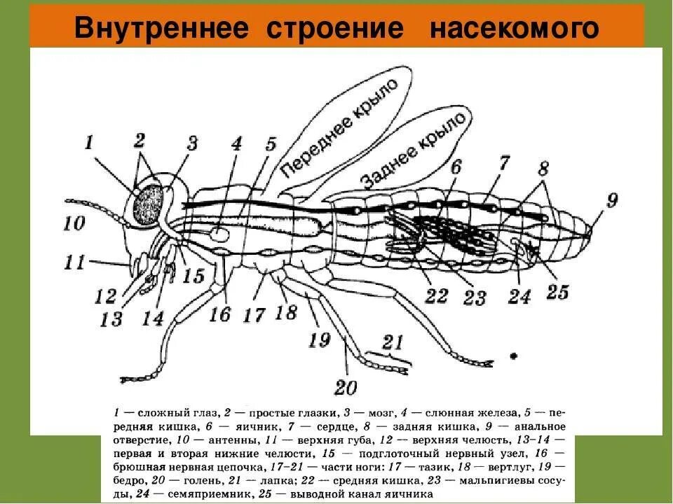 Внешнее строение насекомого схема. Внешнее и внутреннее строение насекомого биология 7 класс. Класс насекомые внешнее и внутреннее строение насекомых. Внутреннее строение насекомых 7 класс биология. Насекомое работающее на компетентные органы