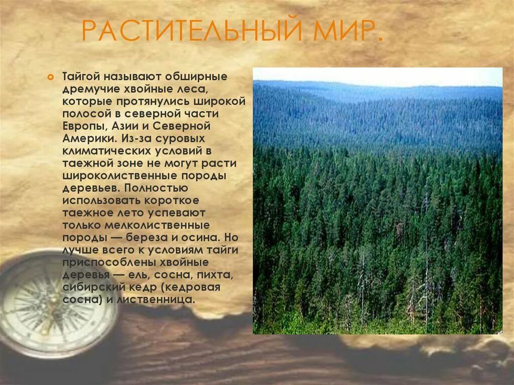 Из какого языка название тайга. Зона тайги растительность. Климатические зоны России Тайга. Климатические условия тайги. Тайга растительность мир.