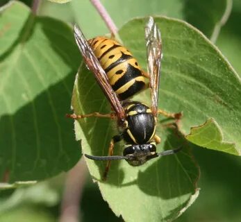 Bees ants