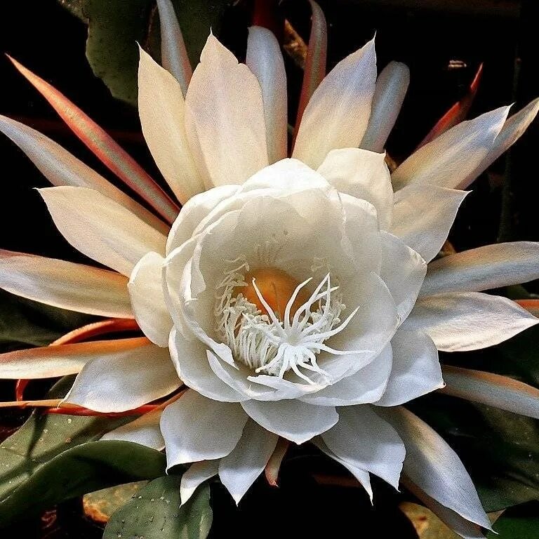 Кадупул (epiphyllum oxypetalum). Кадупул королева ночи. Кадупул королева ночи. Kadupul flower. Эпифиллум оксипеталум царица ночи.