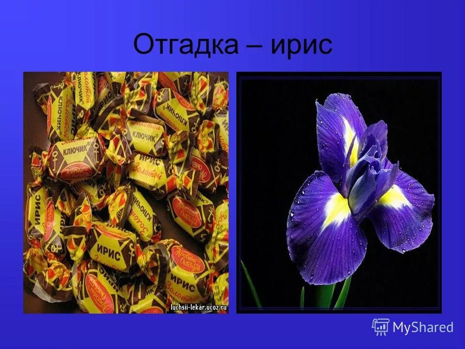 Ирис омонимы. Ирис омонимы. Ирис ирис омографы. Ирис конфета ударение. Маг и мак.