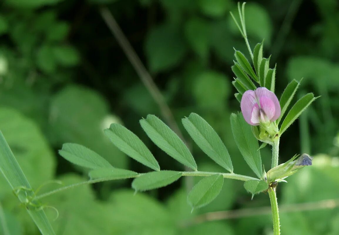 Plant wiki. Vicia angustifolia. Vicia растение. Горошек узколистный Vicia angustifolia l.. Горошек узколистный Vicia angustifolia l. семена.