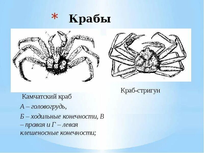 Строение Камчатского краба. Внешнее строение Камчатского краба. Строение Камчатского краба схема. Внутренне строение краба. Органы крабов