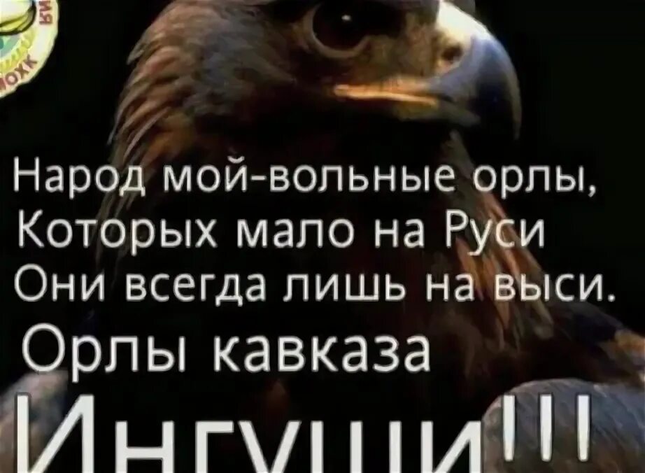 Вольные орлы. Орел ингуш. орлы кавказа ингуши. ингушский орел. афоризмы орел.