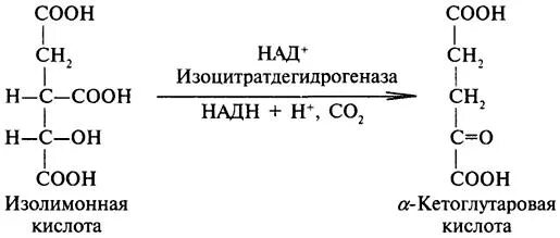 Альфа кетоглутаровая кислота структура. Кетоглутаровая кислота формула. Кетоглутаровая кислота структурная формула. Α-кетоглутаровая кислота (α-кетоглутарат).