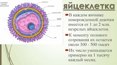 Яйцеклетка каждый месяц