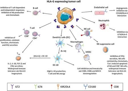 Frontiers HLA-G Neo-Expression on Tumors Immunology.