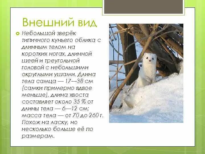 Разработка урока "Семейства класса Однодольные растения"