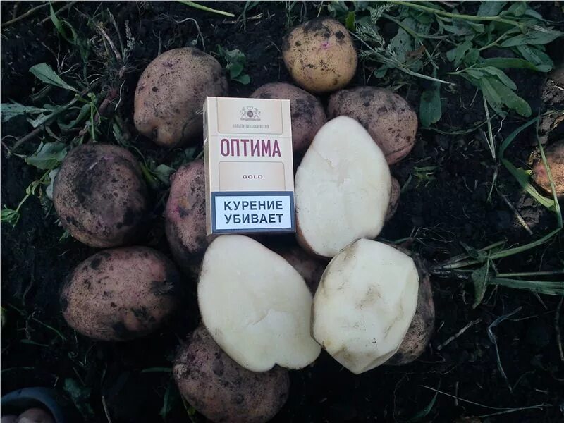 картофелеводство в чувашии. чувашская картошка. картошка волгоград. чувашская картошка. день новой картошки.