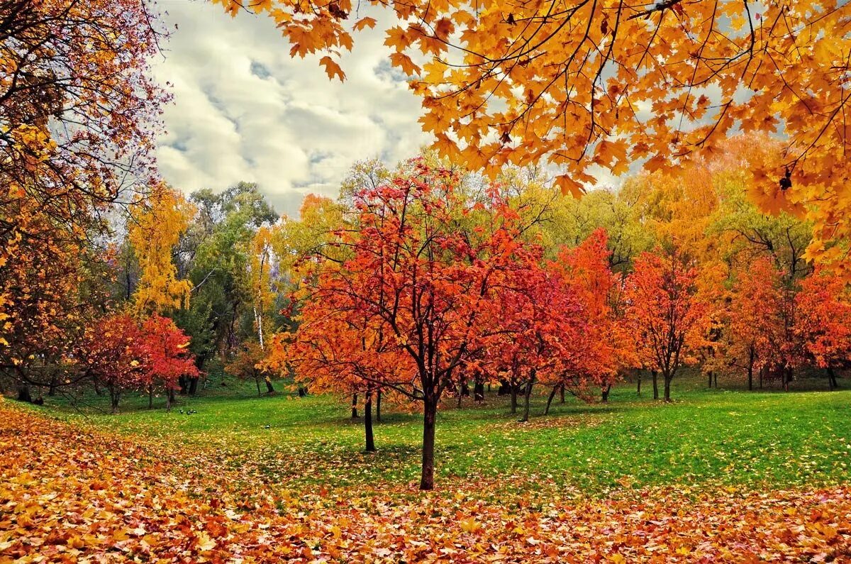 Картинка осень для детей природа. Осень. золотая осень. осень для детей. осень картинки.