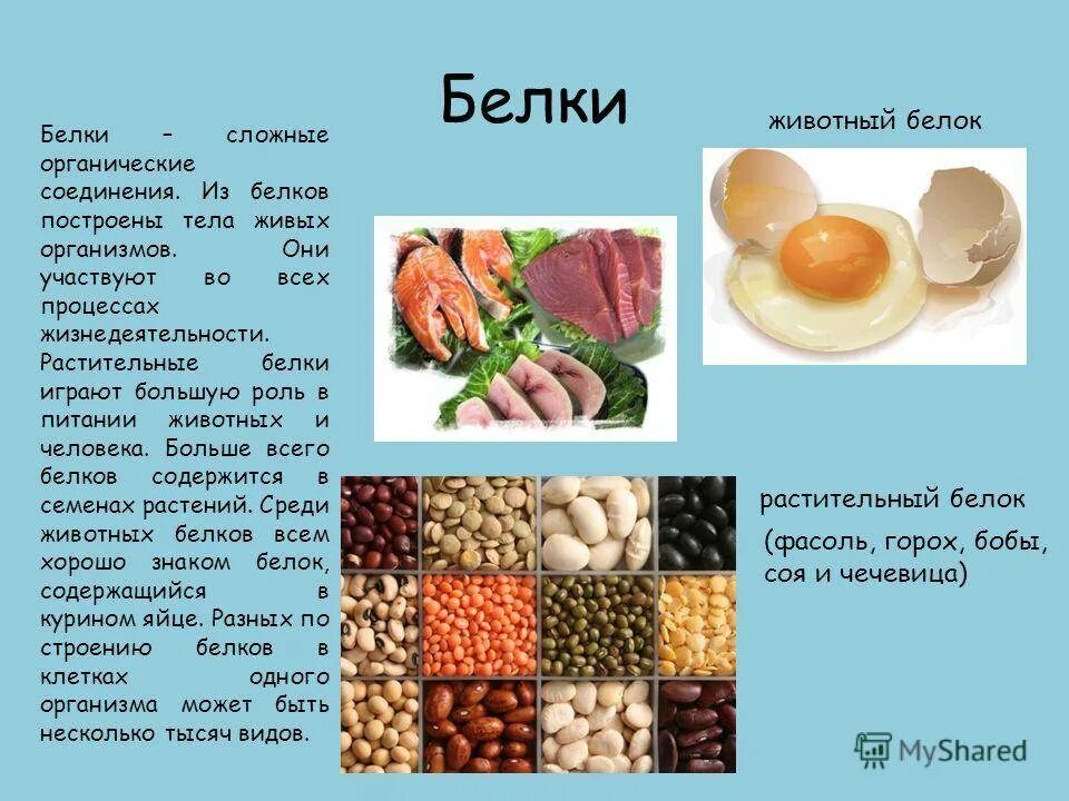 Основным источником белка является. Растительный белок продукты. Питание белки. Белки в растительной пище. В каких продуктах содержатся белки.