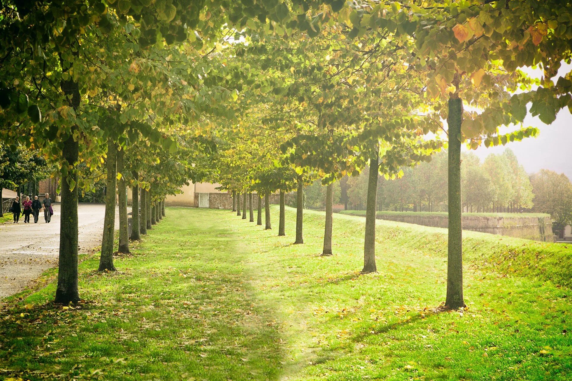 Аллея деревьев казань. Дерево платан в дербенте. Липовая аллея коломенское. Парк липовая аллея электроугли осень. Аллея деревьев в парке.